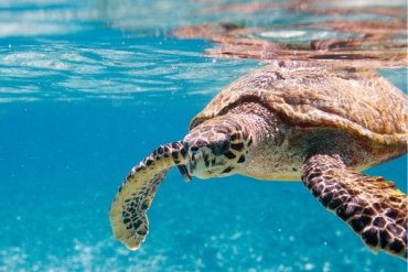 Einen luxuriösen Seychellen Urlaub bei Travioro buchen