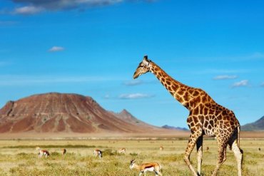 Kenia Urlaub günstig bei Travioro buchen